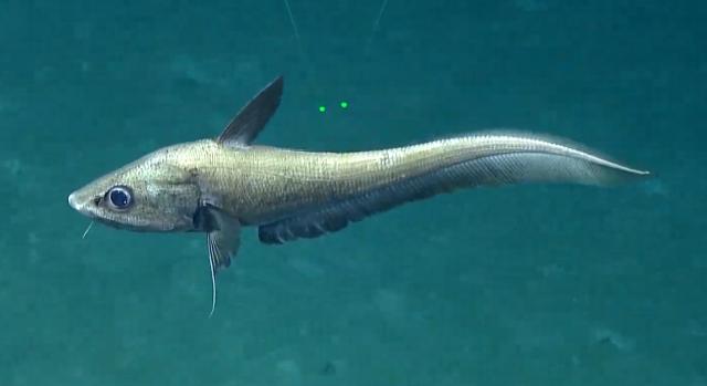 Coryphaenoides longicirrhus [dolphin fish like + long barbel].  No common name for this rattail fish.