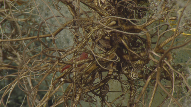 basket star gorgonocephlidae