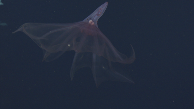 Pelagathuria sea cucumber