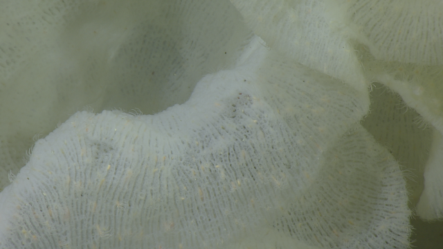 Spongiactis anemones on a lefroyella glass sponge