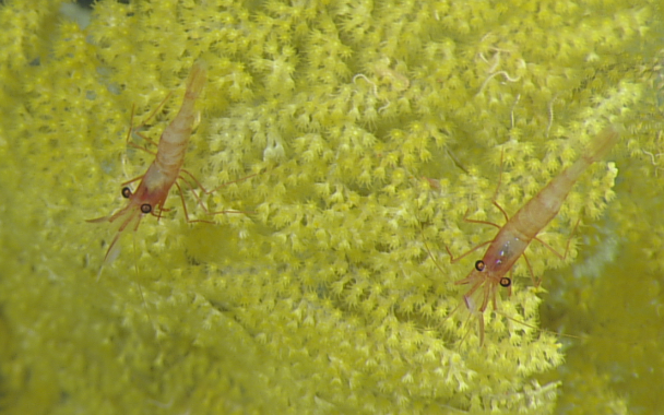  lebbeus shrimp on an acanthogorgid octocoral.