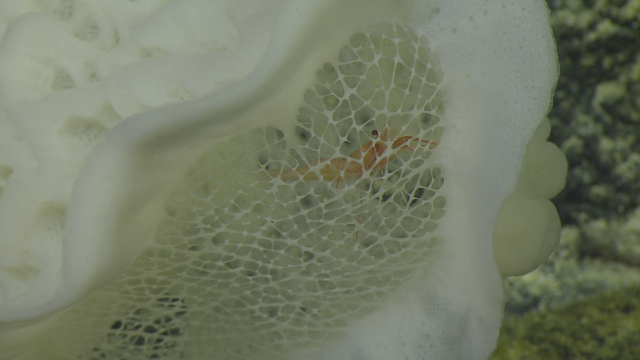 Corbitllinae glass sponge with a lebbeus shrimp inside