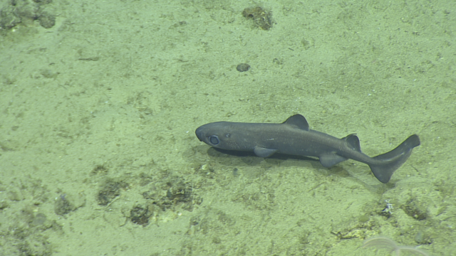 Lantern shark: eptemoteridae