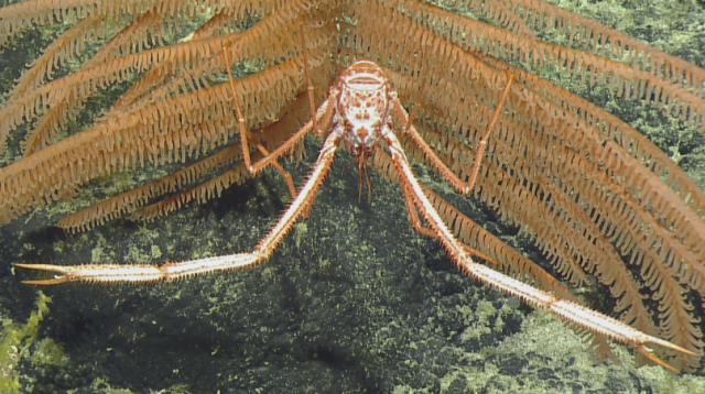 sternosylus squat lobster on a bathypathes black coral.