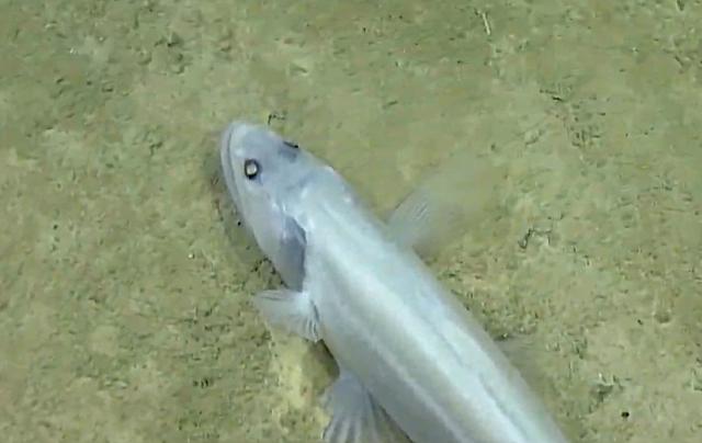 Bathysaurus mollis [Deep-living lizard + soft].   Abyssal Lizardfish with a soft translucent body.