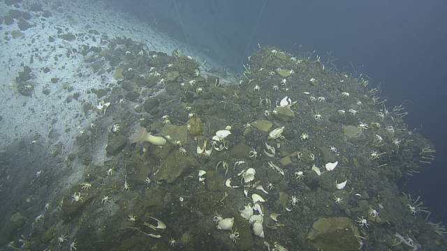 While surveying Toto Caldera we observed life-supporting outcrops like this one, host to deep sea anemones, clams, squat lobsters, barnacles, and snails. 