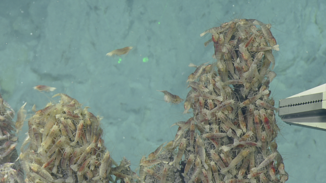 These vent shrimp are found only in chemosynthetic habitats; seen here grazing on bacteria sustained by the sulfur rich hydrothermal chimneys.