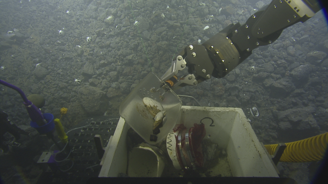 ROV Pilots manipulate Hercules’ arm to collect clams from Toto Caldera. Upon further examination, onboard scientists discovered these clams to be bright red, a coloring caused by the hemoglobin blood pigment in their bodies. The clams host symbiotic bacteria in their gills.