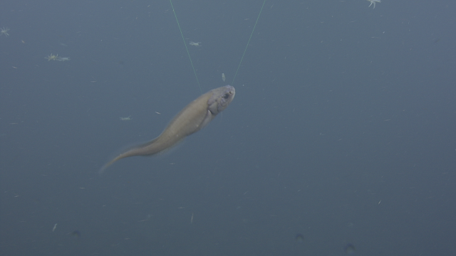 A cusk-eel Swims past our ROV Hercules while squat lobsters in the background float to safety onto the seafloor after taking off and swimming a few meters into the water column.