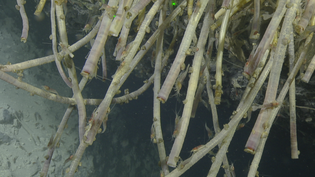 Tubeworms living on a cliff edge extend their red plumes to capture dissolved gases that are directed to symbionts in their bodies. The symbiotic bacteria manufacture food for the host.