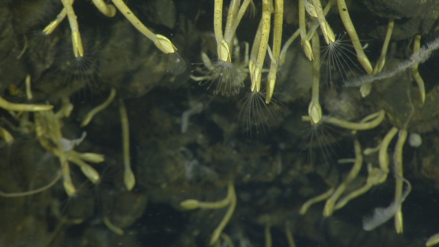 These deep sea barnacles thrive in hydrothermal vent ecosystems by using their cirri to catch drifting marine snow from above. 