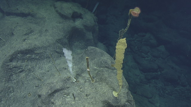 We observed many stalks along the rocky edges of the Vogt Seamount, including this venus fly trap anemone living atop a dead sponge.