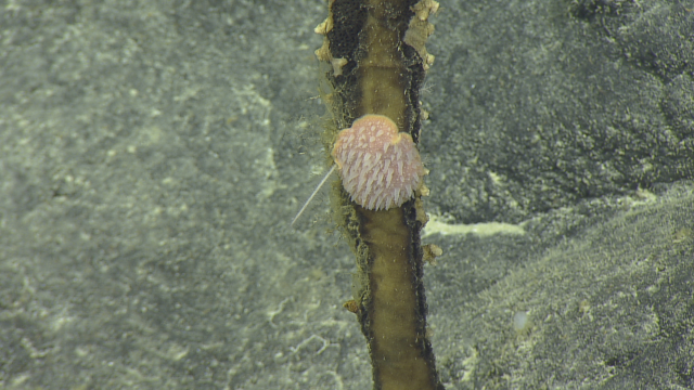 We think this could be a type of nudibranch - a group of soft-bodied marine gastropod molluscs. To its left is a carnivorous sponge that eats worms and small crustaceans. 