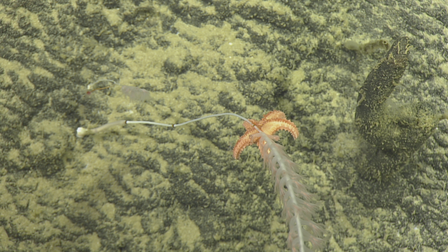 This sea star which belongs to the Goniasteridae family, appears to be slowly making its way up a bamboo coral, eating as it goes. 