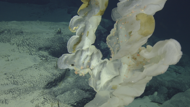 Colonial anemones live inside this glass sponge. Another organism appears to be eating at the sponge itself. 
