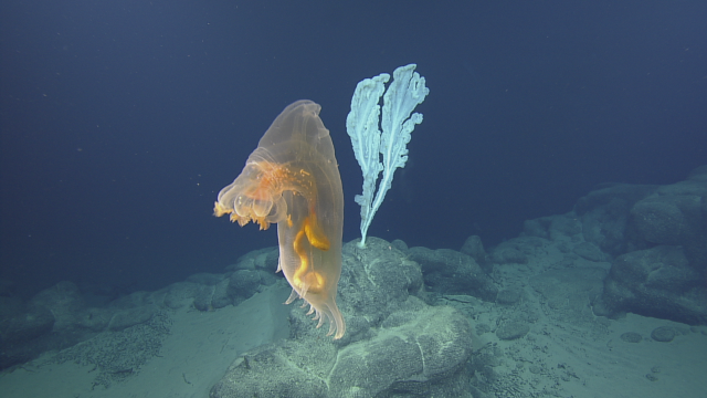 This sea cucumber (left) belongs to the same family as the sea pig and swims in search of patches of food and to evade predators. Behind it is a stalked glass sponge or Tretopleura sp. By reaching up high it can filter feed on food in the passing water. 