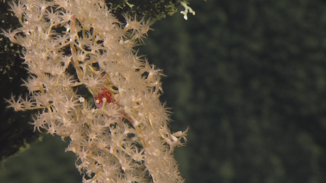 A red squat lobster hides inside a coral, its orange eye illuminated by light cast by our ROV. 