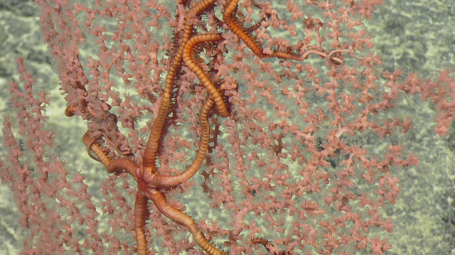A brittle star wraps its body around a bubble gum coral Paragorgia sp. These ‘octocorals’ have eight mesenteries each capped with polyps helping it to feed on ocean debris. 