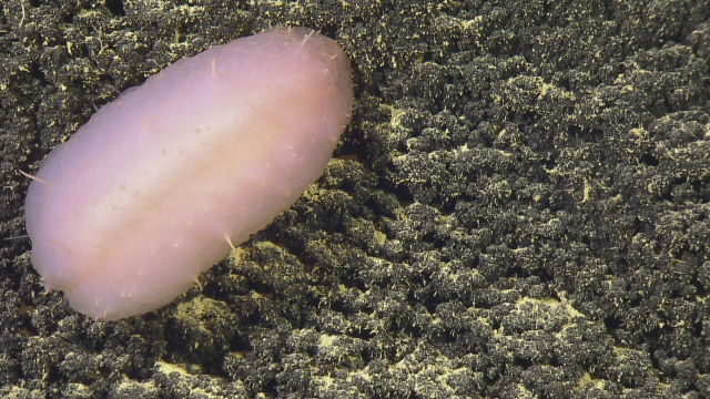 This pink sea cucumber was found 1,800 m deep, near the top of the Vogt Seamount.