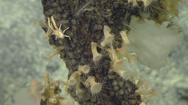 A dead sponge stalk serves as an elevating perch for colonial anemones as well as a squat lobster. During our dive we saw many instances of organisms utilizing dead stalks to extend higher into the water column. 