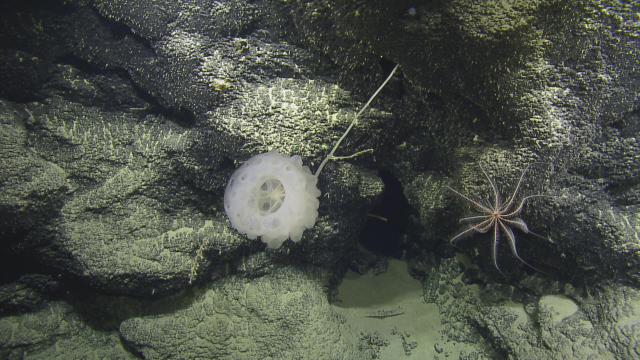 This glass sponge or Saccocalyx sp, uses a stock to stretch off the hard rock exterior of the Vogt seamount. Next to it is a feather star belonging to the Antedonidae family. 