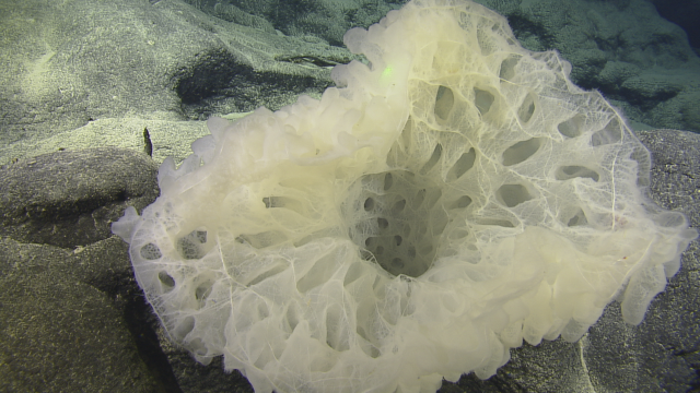This glass sponge belongs to the Farreidae family. Its fanning structure allows it to filter water around the edges and funnel it out through a central cavity, collecting food traveling in the ocean current.  