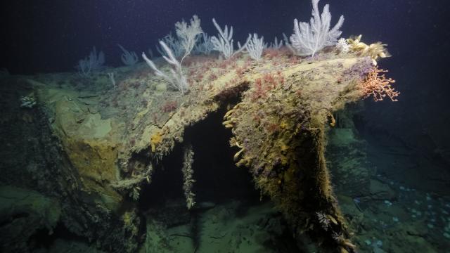 The bow wreckage now supports a biodiverse community of deep-sea corals, anemones, and basket stars, utilizing the hull as their habitat. 
