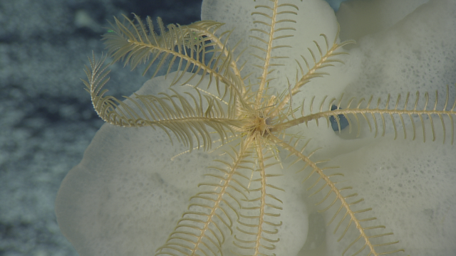 Comatulida unstalked on Farrea sp