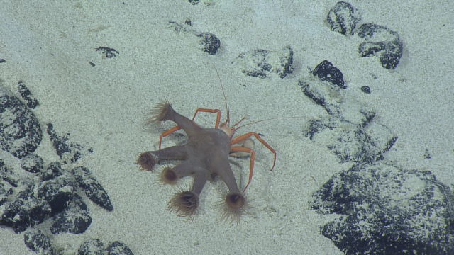 Parapagurus sp. with Zoantharia