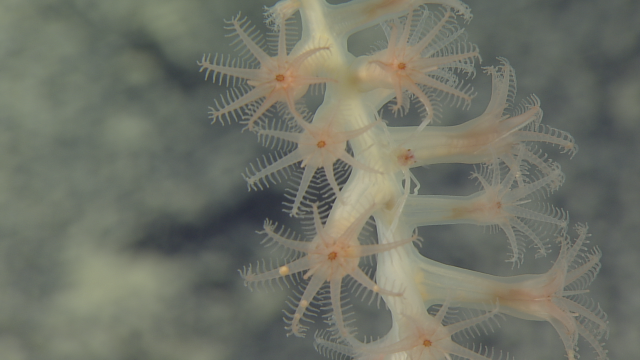 Bamboo coral (Keratoisididae)