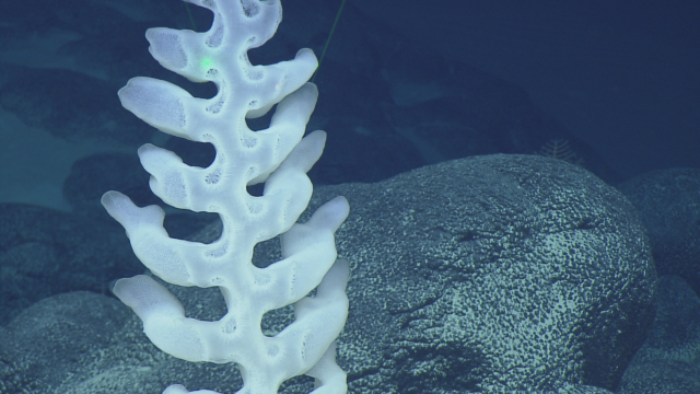 Farrea sp. (glass sponge) 