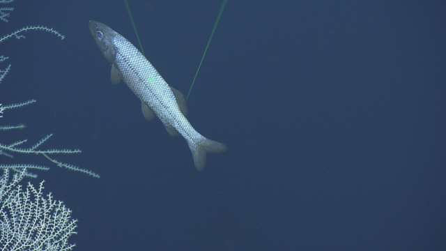 Alepocephalidae - Slickhead fish