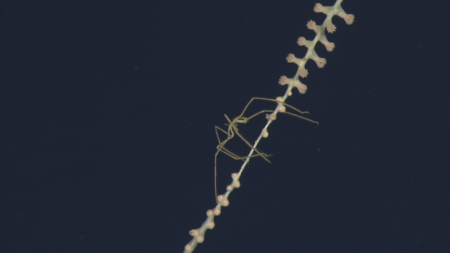 Pycongonida on bamboo coral (Keratoisididae)