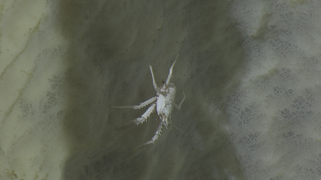 Munidopsis bairdii - Armored squat lobster on sponge