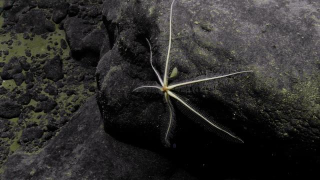 A brisingid sea star resting on a rock! A type of echinoderm, these can be identified by its number of arms and the small central disk in the center of their body. This uses its arms for suspension feeding, which is a type of passive filtration strategy.