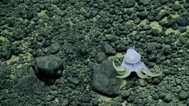 Our team was so excited to sight this unknown octopus as it glided across the seafloor! 