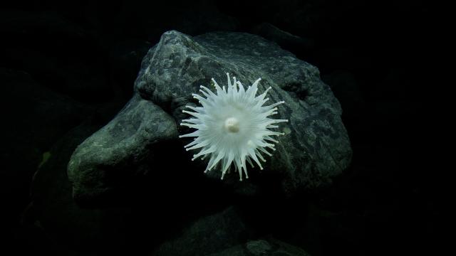 Here is a very large and beautiful Corallimorpharia. Although it looks like an anemone, they are also closely related to corals!
