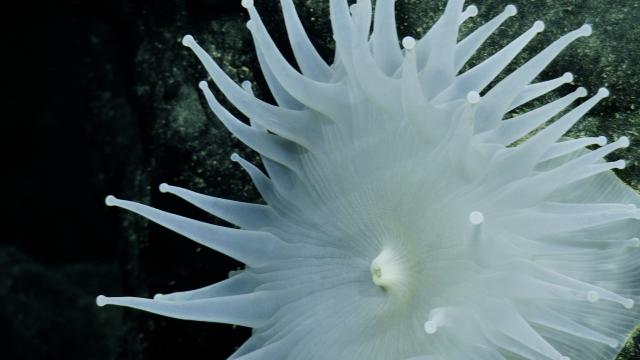 Here is a very large and beautiful Corallimorpharia. Although it looks like an anemone, they are also closely related to corals!