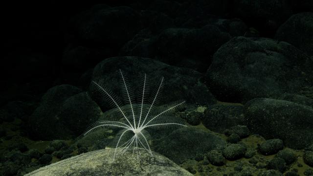 This is a crinoid, which is a part of the echinoderm. They are filter feeders, so they eat the particulate organic matter (POM) that drifts down with the marine snow. And they can swim!