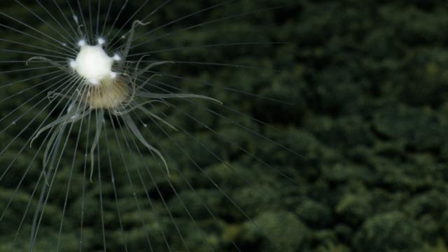 The carnivorous sponge, known as Cladorhizidae, is part of class Demospongiae. Instead of filter feeding, like most sponges, it uses its spicules to catch small creatures in the deep sea like crustaceans. Sighted with an anemone (Actiniaria)!