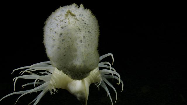 This is a glass sponge (class Hexactinellida) on a stalked anemone. Fun fact: The glass sponges are named for their tissue made of glass