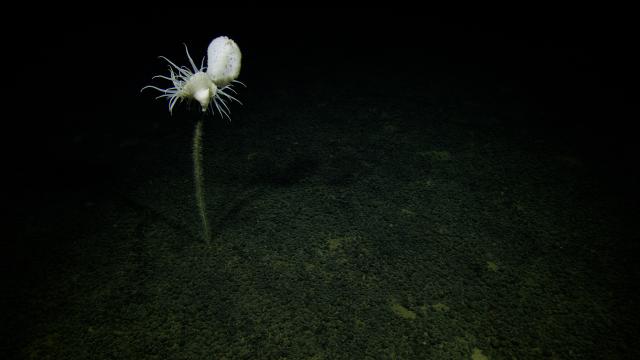 This is a glass sponge (class Hexactinellida) on a stalked anemone. Fun fact: The glass sponges are named for their tissue made of glass