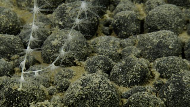 Bamboo coral, this delicate type of octocoral, is considered a soft coral. It is a gorgonian, and a part of the phylum Cnidaria.