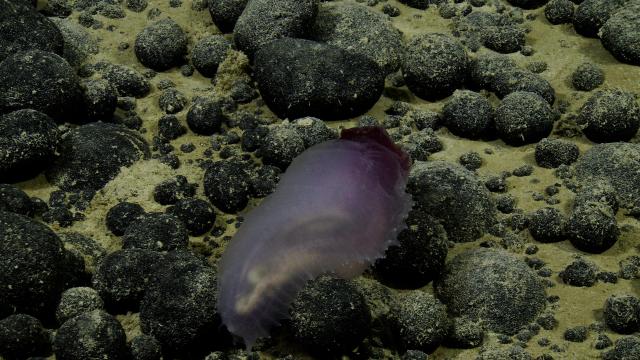 Sea cucumbers are commonly found here and are found in many shapes and sizes. Their tube feet are controlled by a type of hydraulic system based on the water pressure that they control by sucking and pushing water out of their madreporite. Also known as headless chickens aka spanish dancers aka seapigs aka holothuroidea a type of echinodermata. 