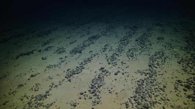 This sediment with manganese nodules has formed ripples as the currents push particles along the seafloor. Sediment travels up the smoothly sloping back side of the ripple and down the steep front side. This sediment movement concentrates nodules into the troughs between the ripples.