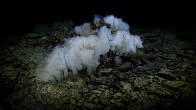 Glass sponge, huge! 