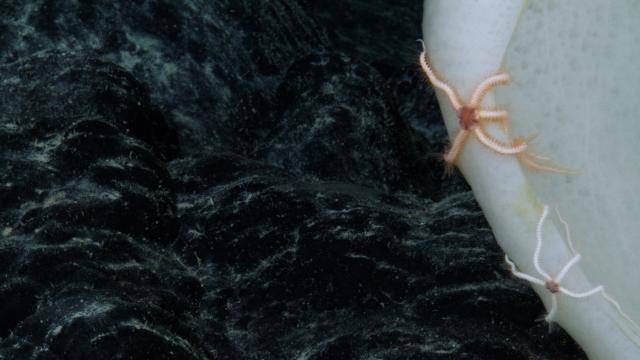 Two brittle stars on a sponge