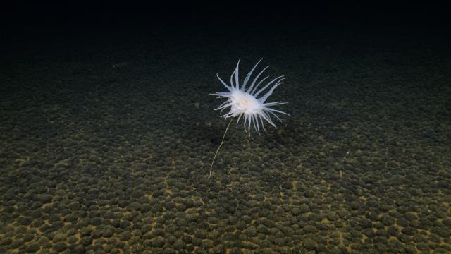 Among a seafloor blanketed by small, spherical manganese nodules overlying reddish (iron-rich) sediment, this predatory anemone has grown wrapped around a sponge stalk anchored on a nodule.