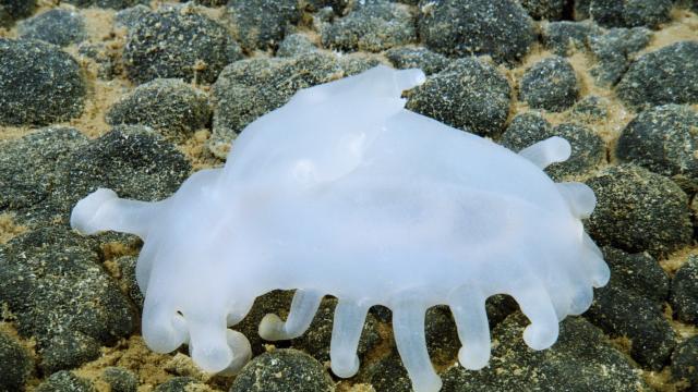 Sea cucumber - Holothuriodea - Family Elpidiidae 
