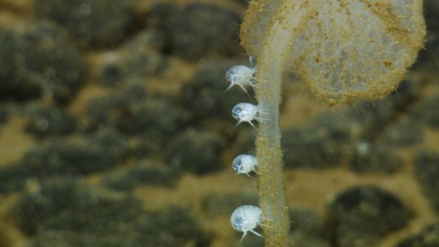 Row of cute little crustaceans (amphipods) on what looks like a sponge stalk. Amphipods were often found on other organisms, and are in this image, nicely lined up like ducklings.